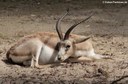 Gazella subgutturosa