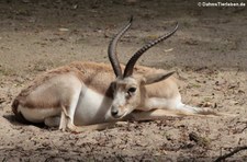 Persische Kropfgazelle (Gazella subgutturosa subgutturosa) im Kölner Zoo