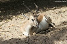 Persische Kropfgazelle (Gazella subgutturosa subgutturosa) im Kölner Zoo