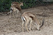 Persische Kropfgazellen (Gazella subgutturosa subgutturosa) im Kölner Zoo