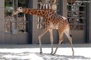 Giraffa camelopardalis antiquorum