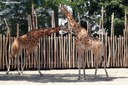 Giraffa camelopardalis antiquorum