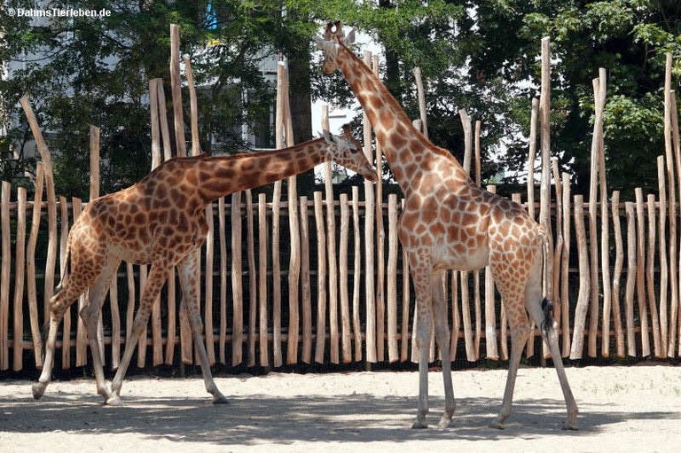 Giraffa camelopardalis antiquorum