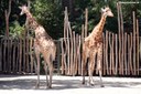 Giraffa camelopardalis antiquorum