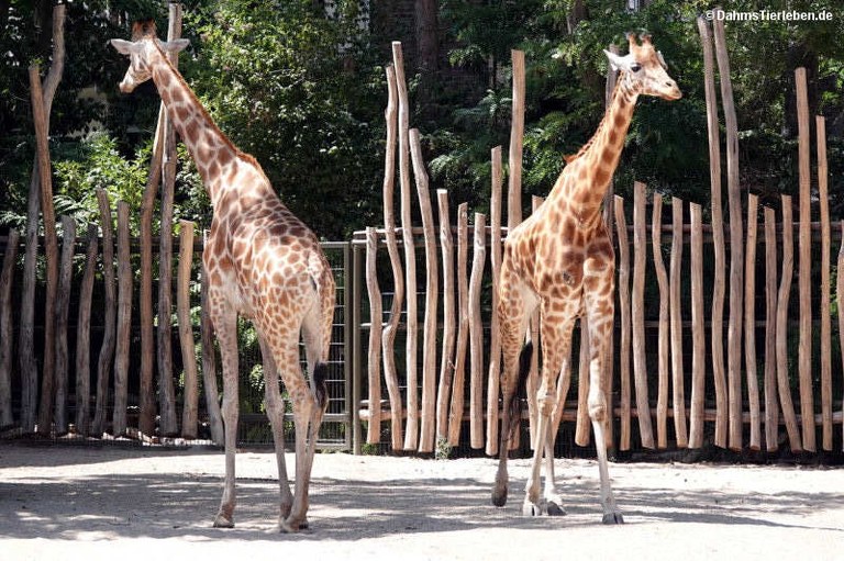Giraffa camelopardalis antiquorum