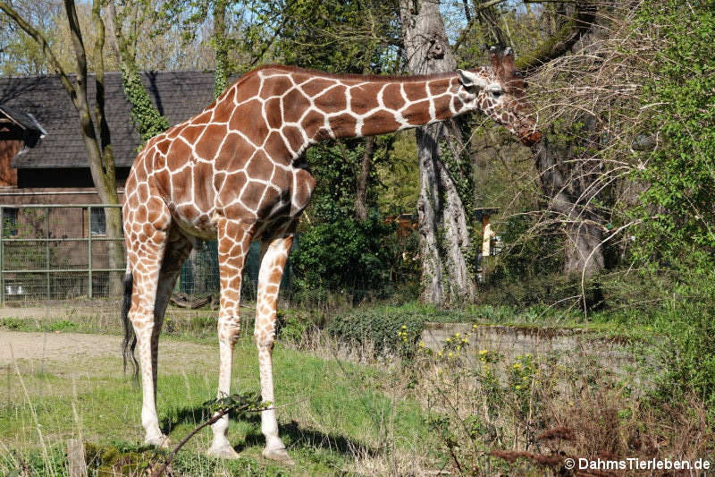 Netzgiraffen (Giraffa reticulata)