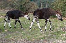 Okapis (Okapia johnstoni) im Zoo Köln