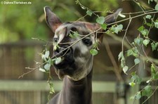 Okapi (Okapia johnstoni) im Zoo Köln