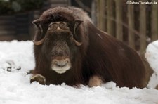 Moschusochse (Ovibos moschatus) im Kölner Zoo