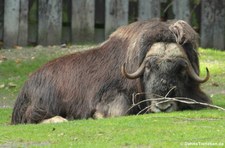 Moschusochse (Ovibos moschatus) im Kölner Zoo