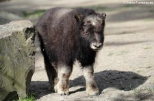 Moschusochse (Ovibos moschatus) im Kölner Zoo