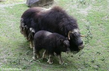 Moschusochse (Ovibos moschatus) im Kölner Zoo