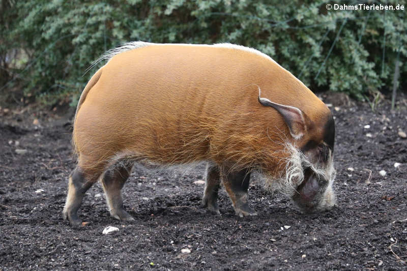 Pinselohrschwein Potamochoerus porcus-6