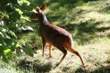 Südpudu (Pudu puda) im Kölner Zoo