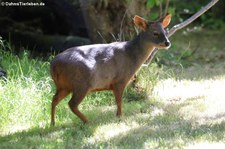 Südpudu (Pudu puda) im Kölner Zoo