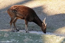 Prinz-Alfred-Hirsch (Rusa alfredi) im Kölner Zoo