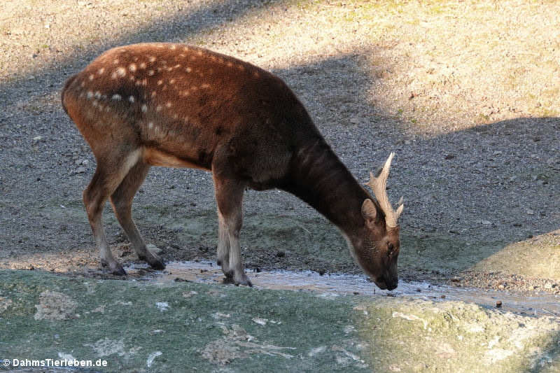 Rusa alfredi