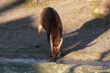 Prinz-Alfred-Hirsch (Rusa alfredi) im Kölner Zoo