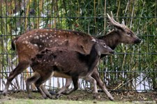 Prinz-Alfred-Hirsche (Rusa alfredi) im Kölner Zoo