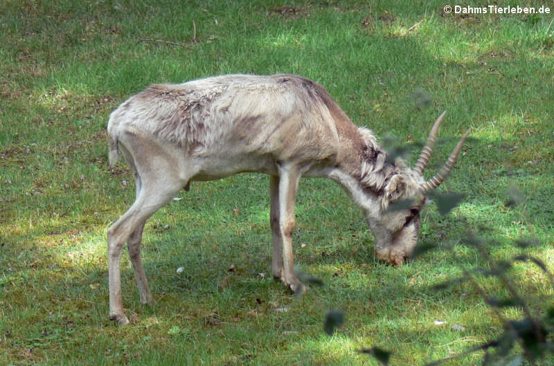 Saiga tatarica tatarica