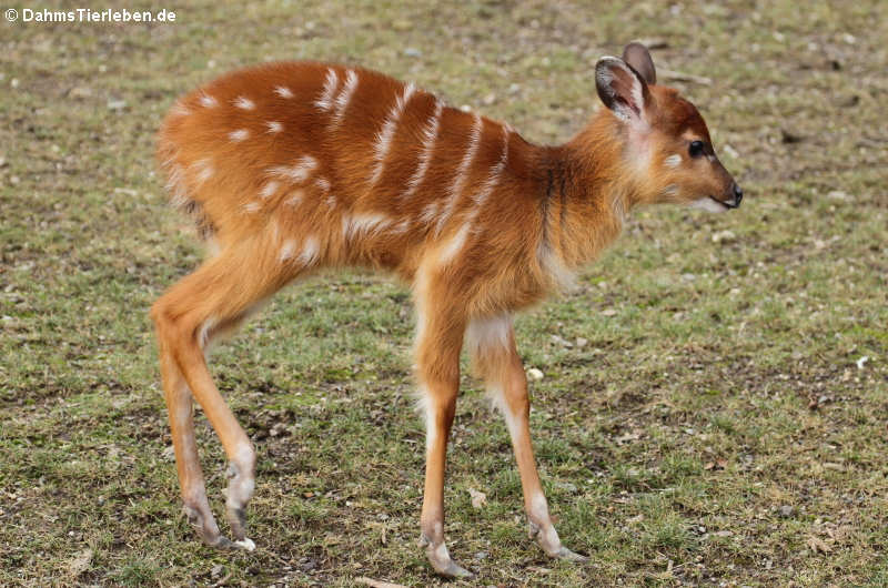 junge Wald-Sitatunga (Tragelaphus spekeii gratus)