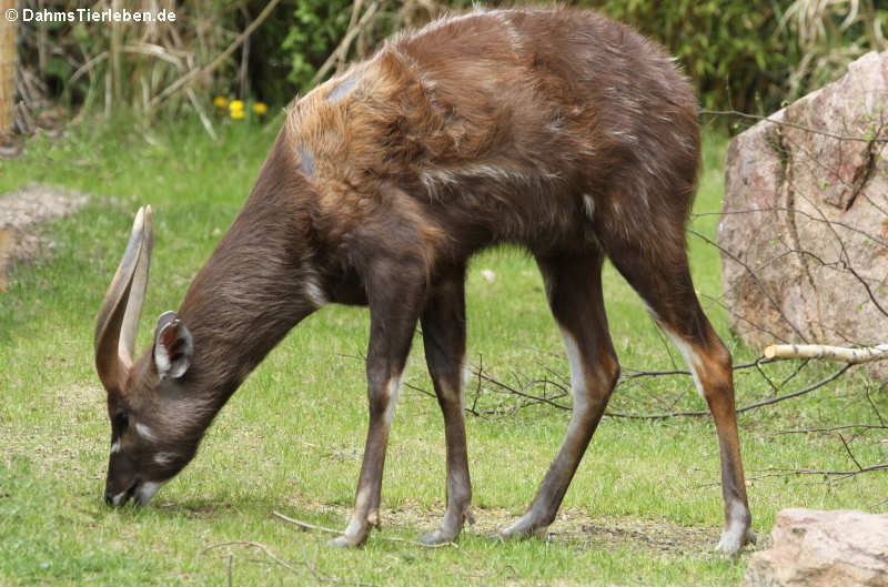 Westliche Sitatunga Tragelaphus spekii gratus-2