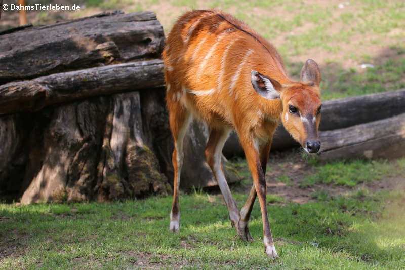 weibliche Wald-Sitatunga (Tragelaphus spekeii gratus)