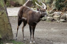 männliche Wald-Sitatunga (Tragelaphus spekii gratus) im Kölner Zoo