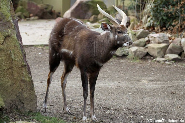 Tragelaphus spekeii gratus