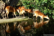 Wald-Sitatungas (Tragelaphus spekii gratus) im Kölner Zoo