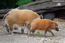 Pinselohrschweine (Potamochoerus porcus) im Kölner Zoo