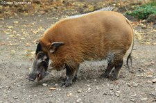 Pinselohrschwein (Potamochoerus porcus) im Kölner Zoo