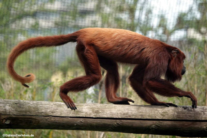 Roter Brüllaffe (Alouatta seniculus)