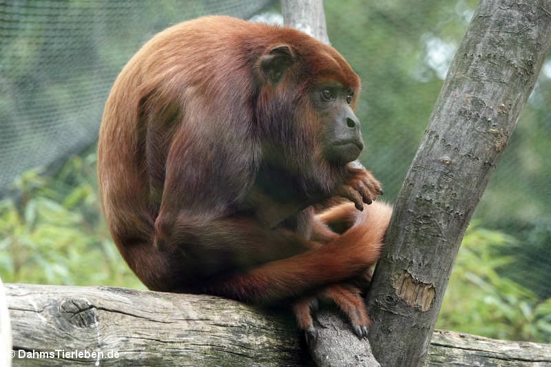 Roter Brüllaffe (Alouatta seniculus)
