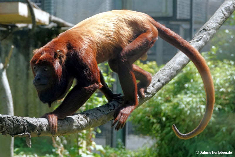 Roter Brüllaffe
(Alouatta seniculus) Roter Brüllaffe (Alouatta seniculus)