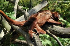 Roter Brüllaffe (Alouatta seniculus) im Zoo Köln