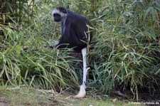 Weißbart- oder Bären-Stummelaffe (Colobus polykomos) im Kölner Zoo