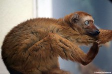 Blauaugenmaki (Eulemur flavifrons) im Kölner Zoo