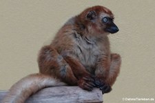 Blauaugenmaki (Eulemur flavifrons) im Kölner Zoo