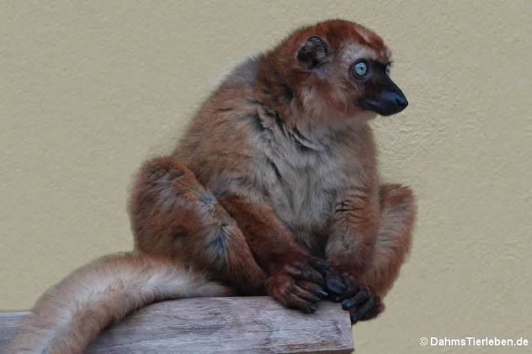 Eulemur flavifrons