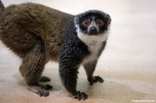 Mongozmaki (Eulemur mongoz) im Kölner Zoo