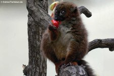 Rotbauchmaki (Eulemur rubriventer) im Kölner Zoo