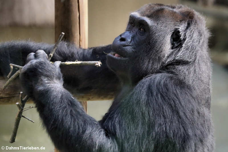 Westlicher Flachlandgorilla (Gorilla gorilla gorilla)