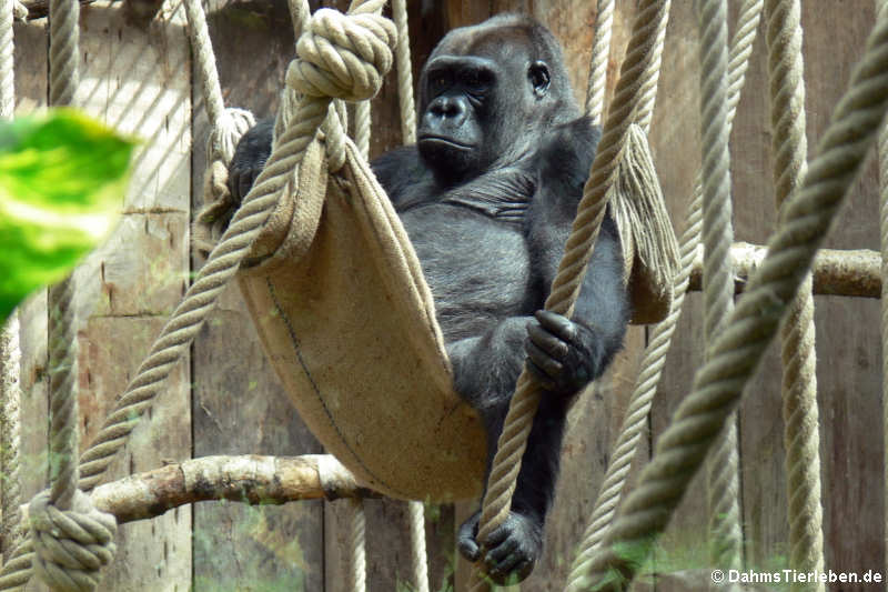 Westlicher Flachlandgorilla (Gorilla gorilla gorilla)