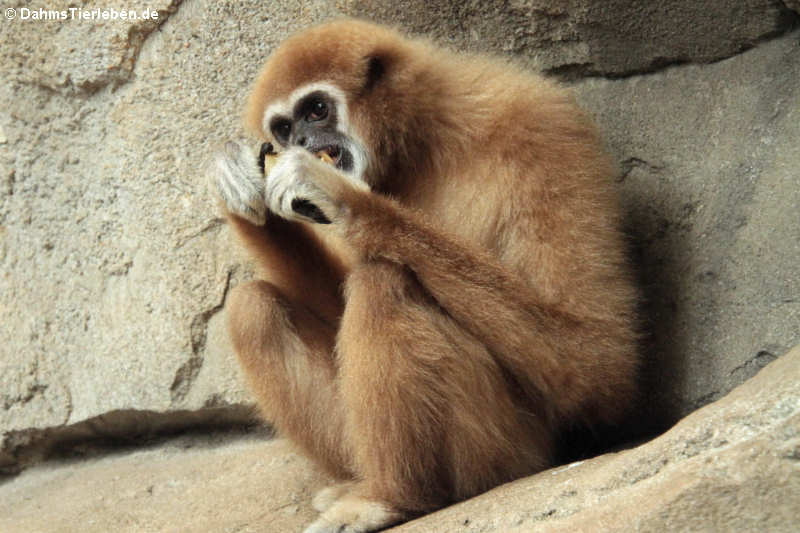 Weißhandgibbon (Hylobates lar)