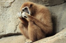 Weißhandgibbon (Hylobates lar) im Weißhandgibbon (Hylobates lar) im Kölner Zoo