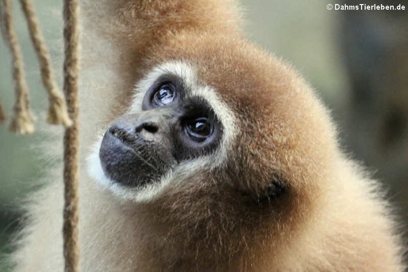 Hylobates lar-1