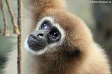 Weißhandgibbon (Hylobates lar) im Kölner Zoo