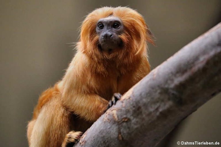 Leontopithecus rosalia