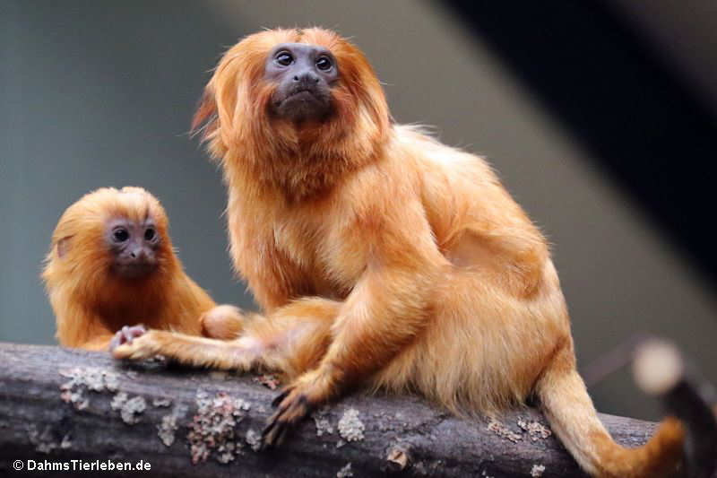 Goldgelbes Löwenäffchen mit Jungtier (Leontopithecus rosalia)